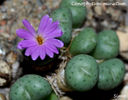 Conophytum minutum