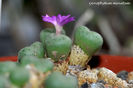 Conophytum minutum