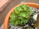 Androsace sempervivoides