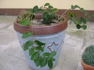 Lonicera sempervirens Dropmore Scarlet