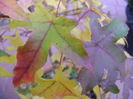 Culori si forme la mijloc de octombrie
