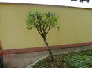 Tunsoarea de toamna