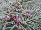 Conuri de thuja