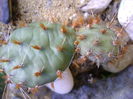 Minirocarie