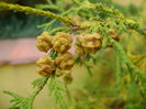 Conuri de thuja