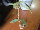 hoya Thomsonii-40 lei