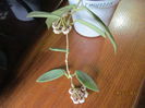 hoya Thomsonii-40 lei