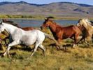 tb_200_0711_Wild_Horses_mural_287712