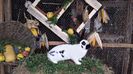 oct.2016 7 luni