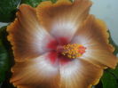 tahitian sophistication