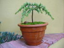 Cedrus deodara "feeling blue"