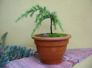 Cedrus deodara "feeling blue"