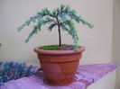 Cedrus deodara "feeling blue"