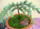 Cedrus deodara "feeling blue"