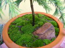 Cedrus deodara "feeling blue", detalii