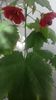 Abutilon