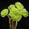 Aeonium_arboreum