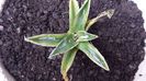 Agave Victoria Reginae Kizan