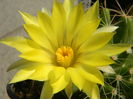 Mammillaria longimamma