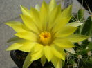 Mammillaria longimamma