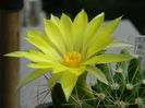 Mammillaria longimamma