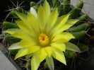 Mammillaria longimamma