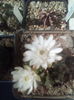 Gymnocalycium anisitsii