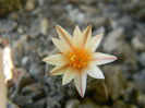 Turbinicarpus dickinsoniae