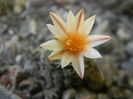Turbinicarpus dickinsoniae