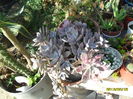 SAM_4239