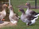 images (2)