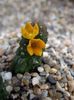 Echidnopsis cereiformis - achizitionat