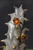 Quaqua parviflora