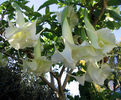 Brugmansia_x_Candida