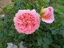 TR. ABRAHAM DARBY