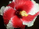 tahitian cherry blossom