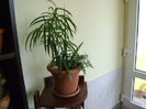 Ficus cv. Alii