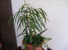 Ficus cv. Alii