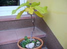 Ficus carica (smochin), culori de toamna