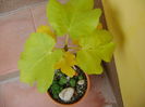 Ficus carica (smochin), culori de toamna