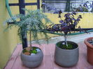 Araucaria & Loropetalum, culori de toamna