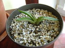Agave titanota