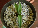 Agave titanota