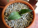 Agave chazaroi