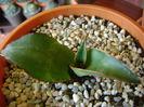 Agave chazaroi