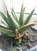 Pui victoria reginae variegata