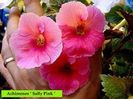 Sally Pink