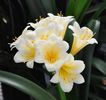 Clivia_Cream_ex_SolomonePinks_Nr2175A_0532_crp_ml