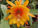 Epiphyllum_image3