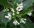 cestrum diurnum